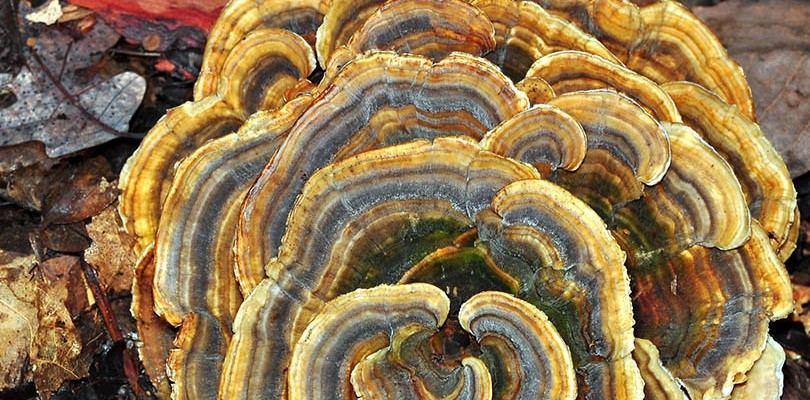 Trametes Versicolor/ Turkey Tails Mushrooms